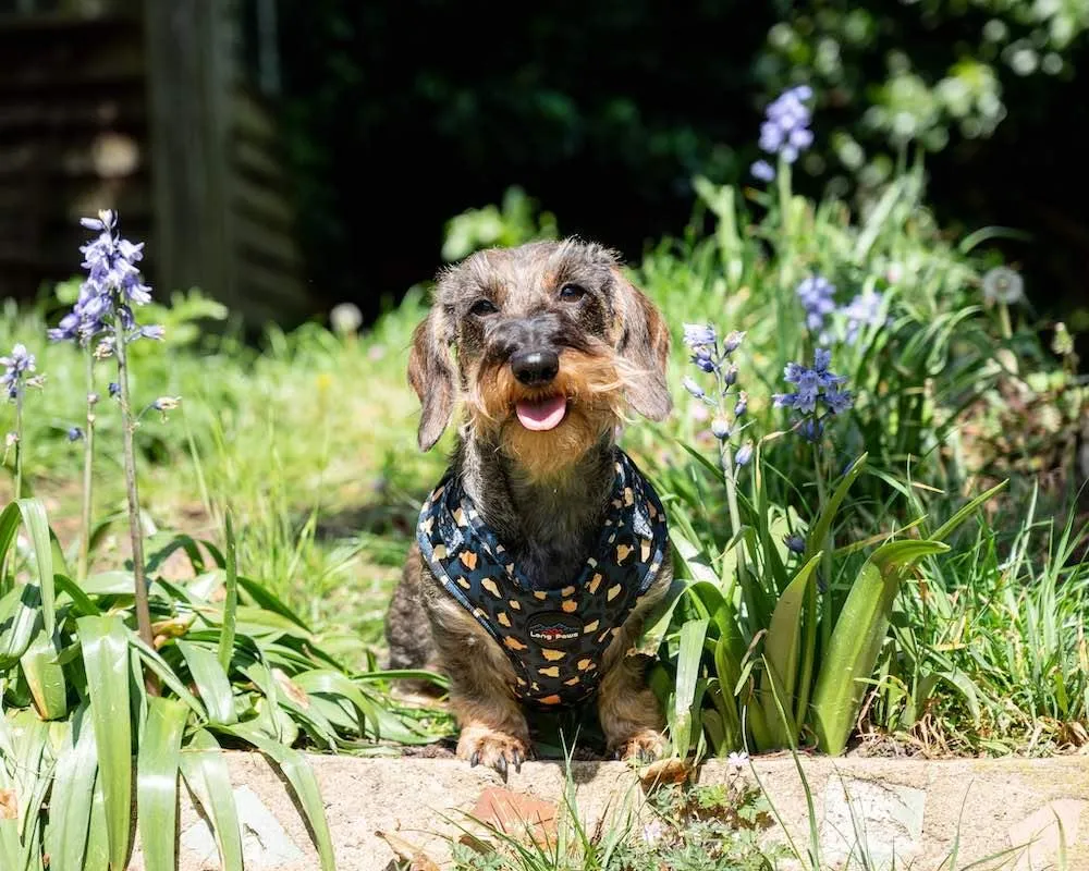 Funk the Dog Harness | Leopard Green & Gold