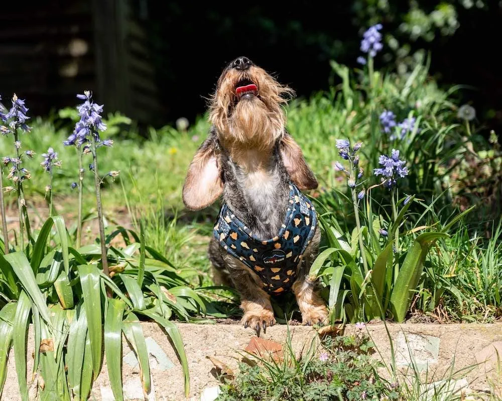 Funk the Dog Harness | Leopard Green & Gold