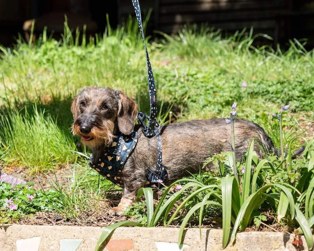 Funk the Dog Harness | Leopard Green & Gold