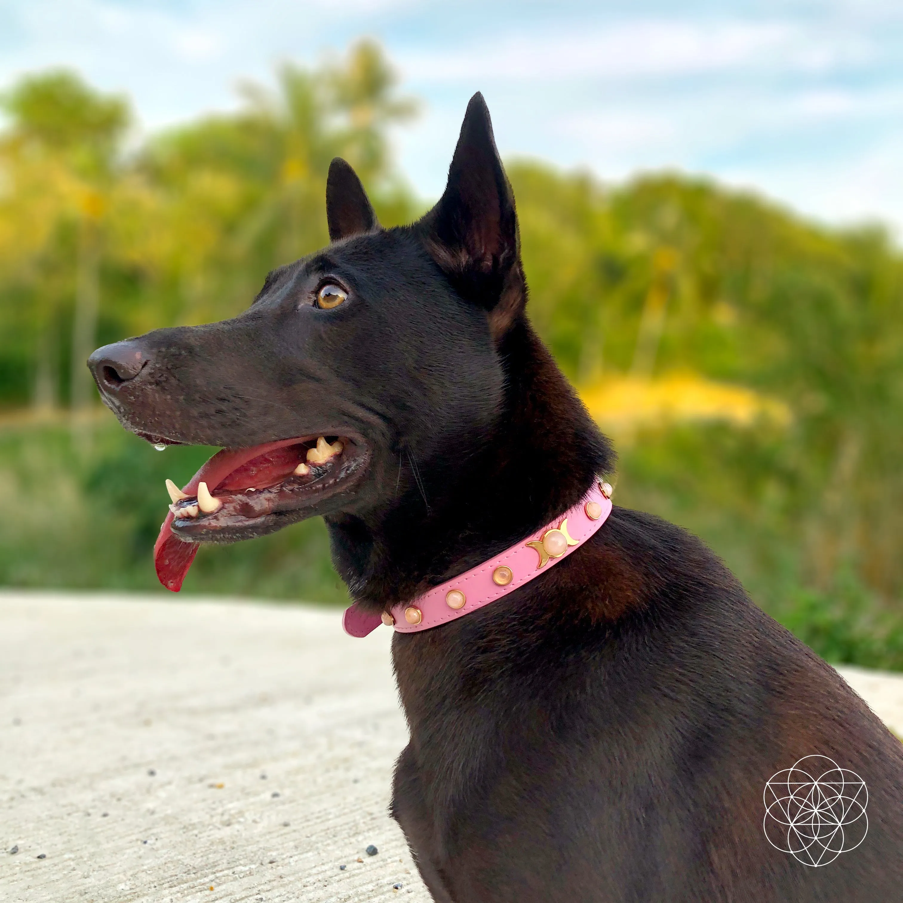 Protect My Pet: Healing Crystal Collars