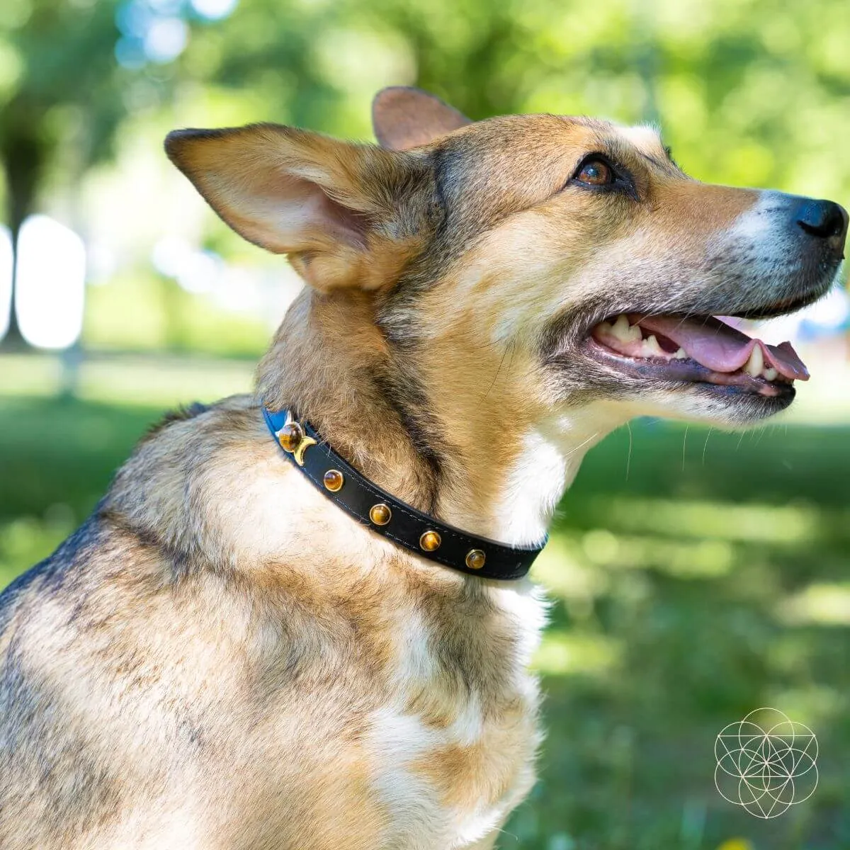 Protect My Pet: Healing Crystal Collars